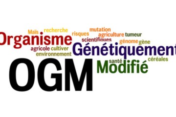 Qu'est-ce que nous savons à propos des Risques liés aux OGM ?